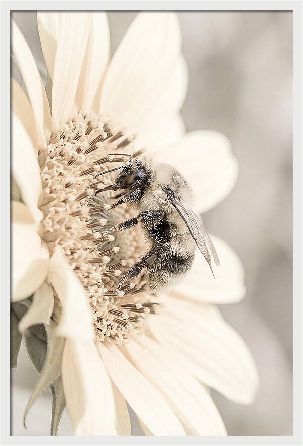 Bumble Bee Collecting Pollen