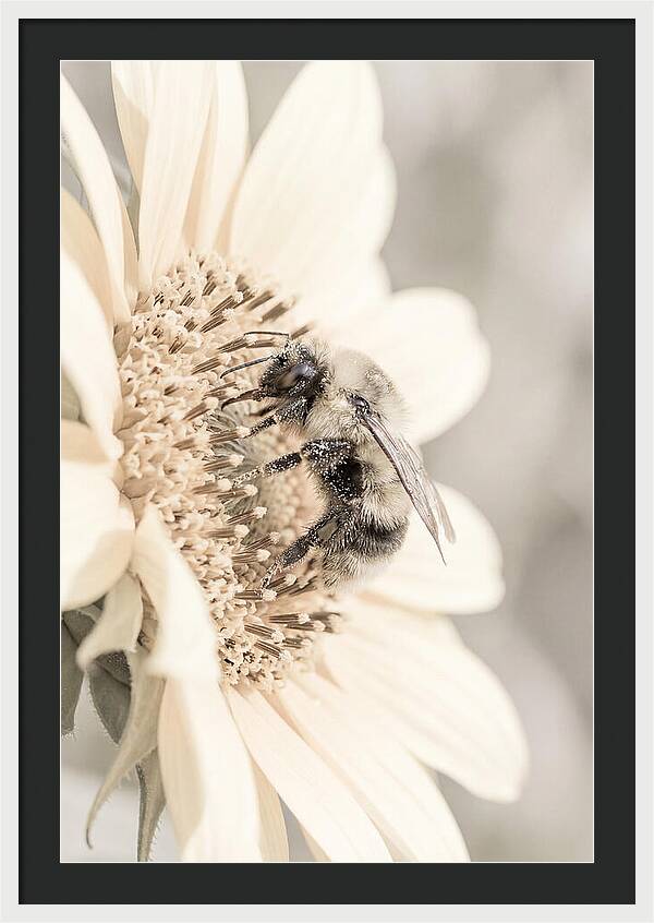 Bumble Bee Collecting Pollen