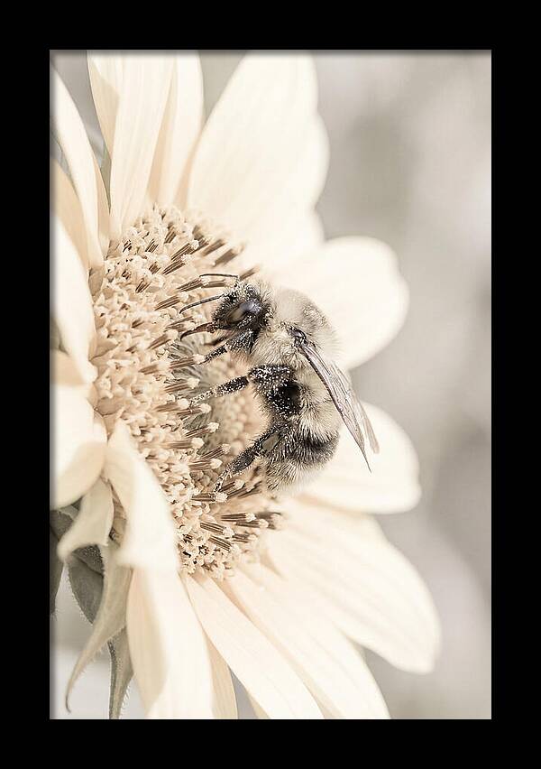 Bumble Bee Collecting Pollen