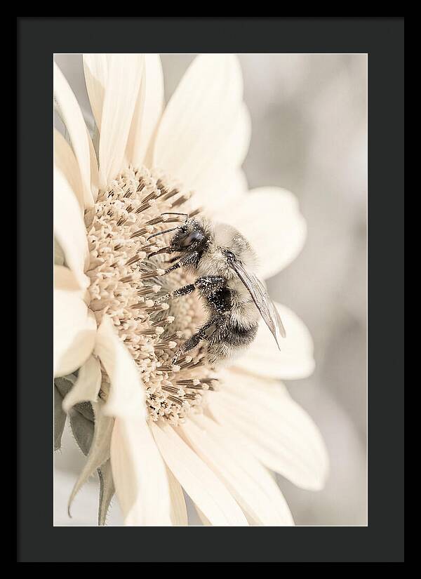 Bumble Bee Collecting Pollen