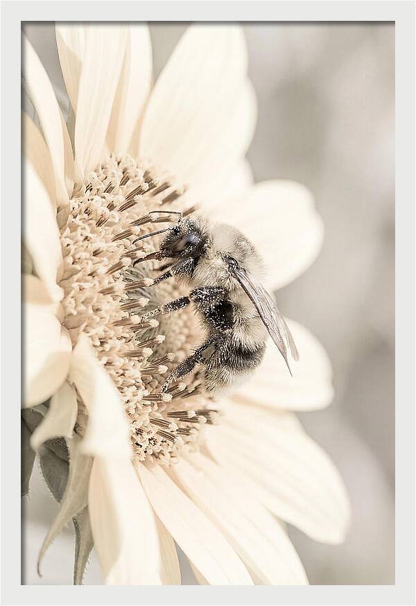 Bumble Bee Collecting Pollen
