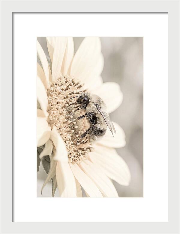 Bumble Bee Collecting Pollen