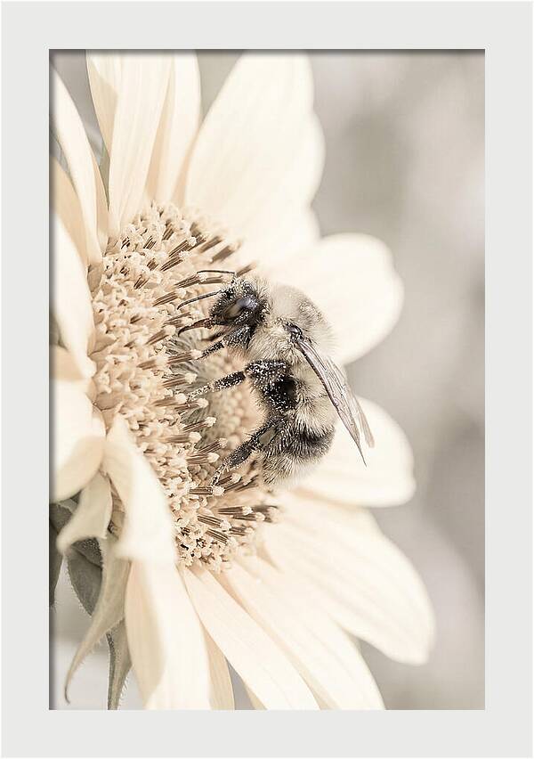 Bumble Bee Collecting Pollen