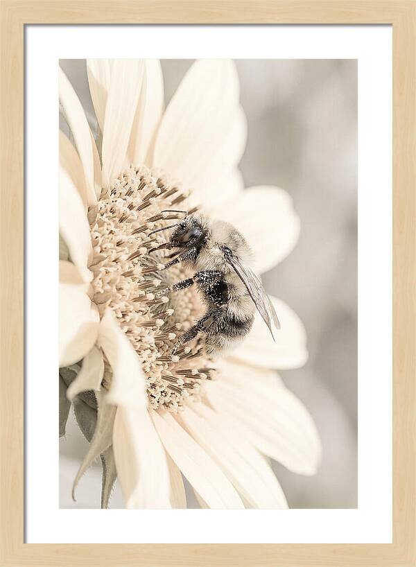 Bumble Bee Collecting Pollen
