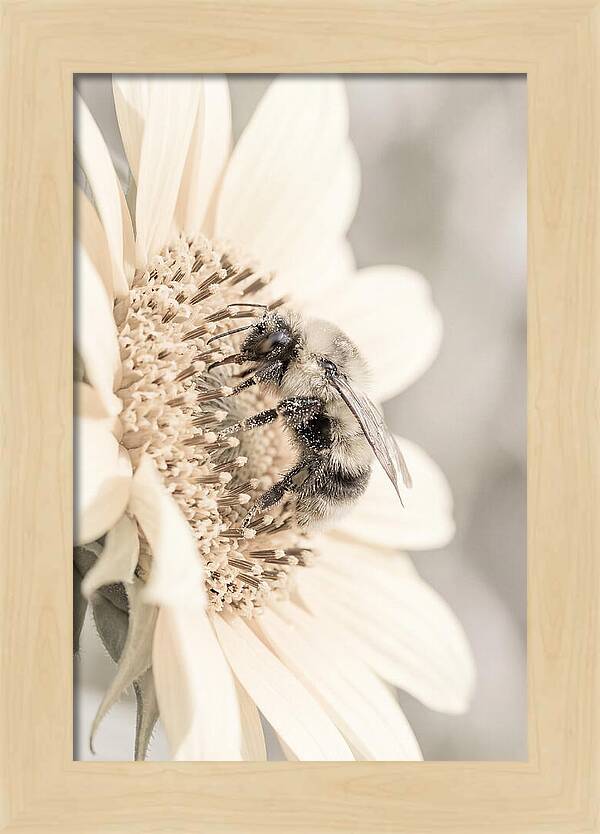 Bumble Bee Collecting Pollen