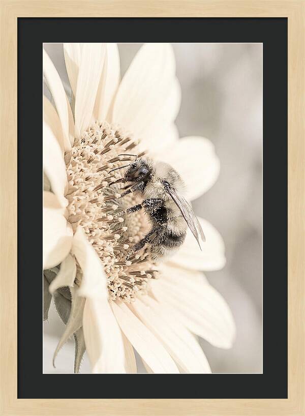 Bumble Bee Collecting Pollen