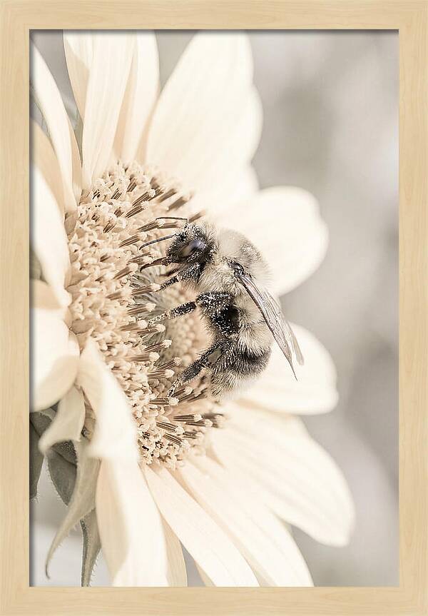 Bumble Bee Collecting Pollen