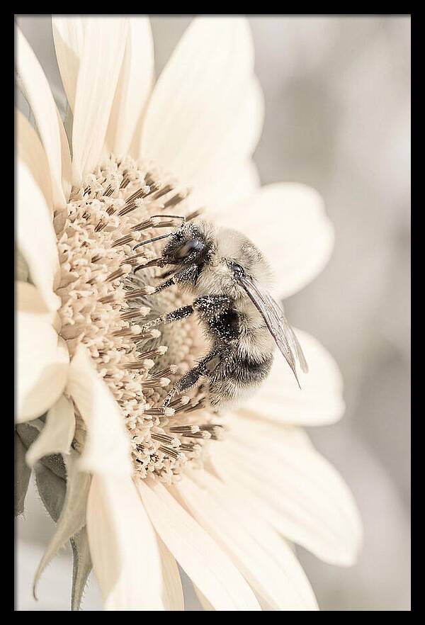 Bumble Bee Collecting Pollen