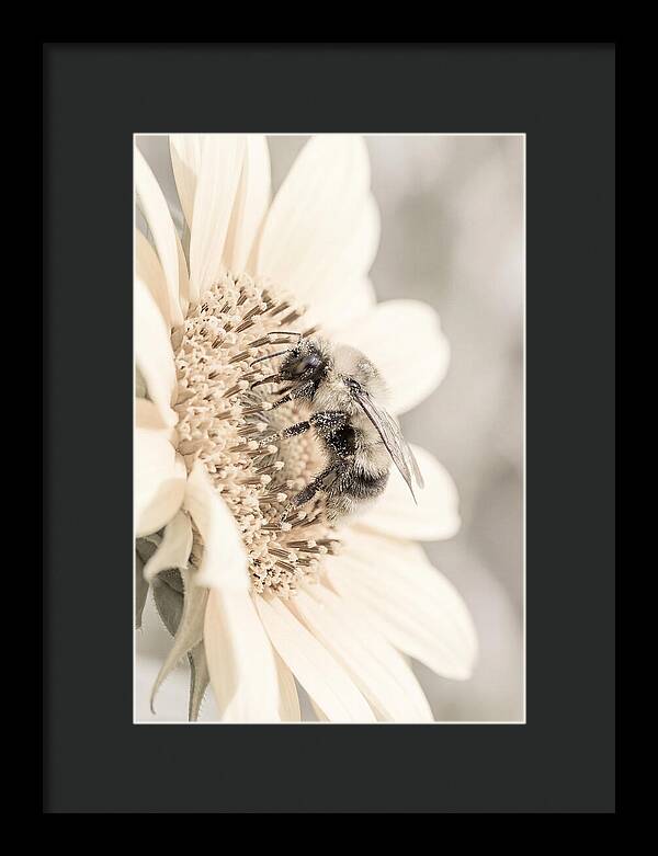 Bumble Bee Collecting Pollen