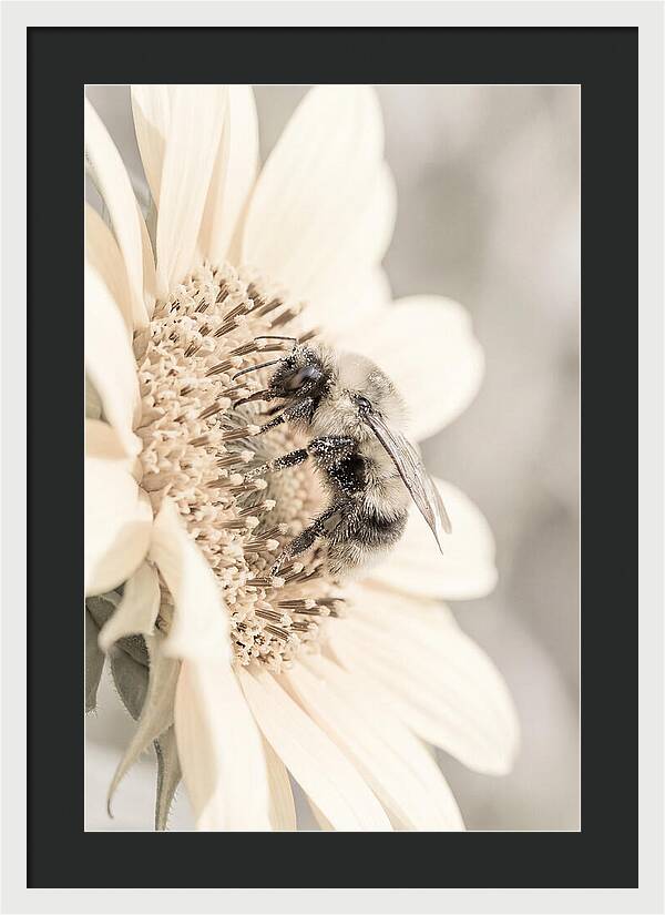 Bumble Bee Collecting Pollen