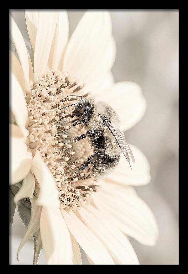 Bumble Bee Collecting Pollen