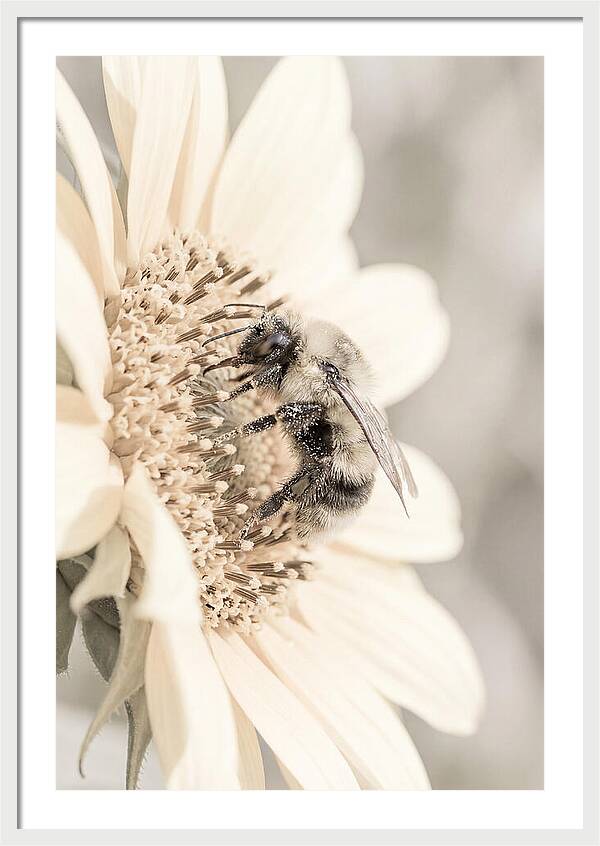 Bumble Bee Collecting Pollen