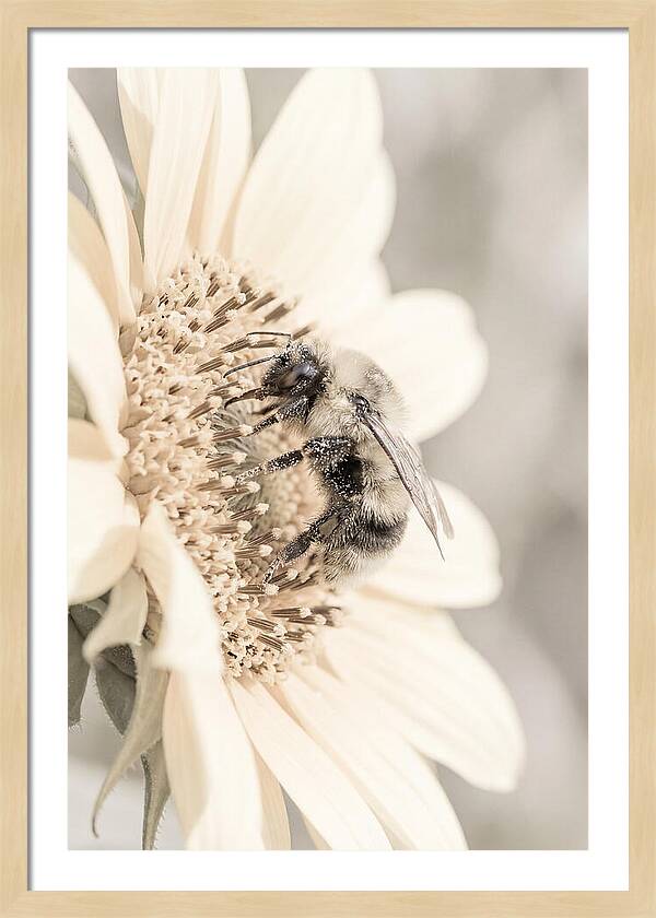 Bumble Bee Collecting Pollen