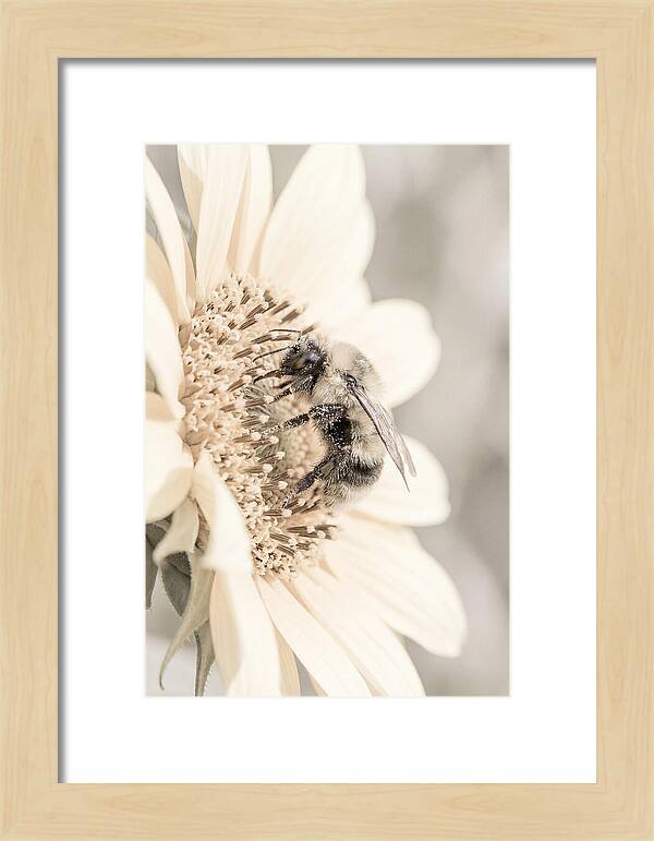 Bumble Bee Collecting Pollen