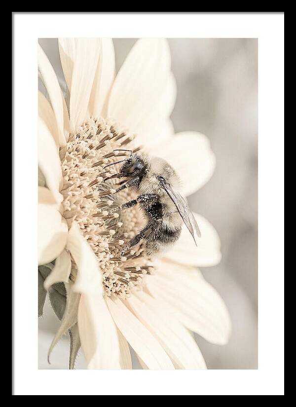 Bumble Bee Collecting Pollen