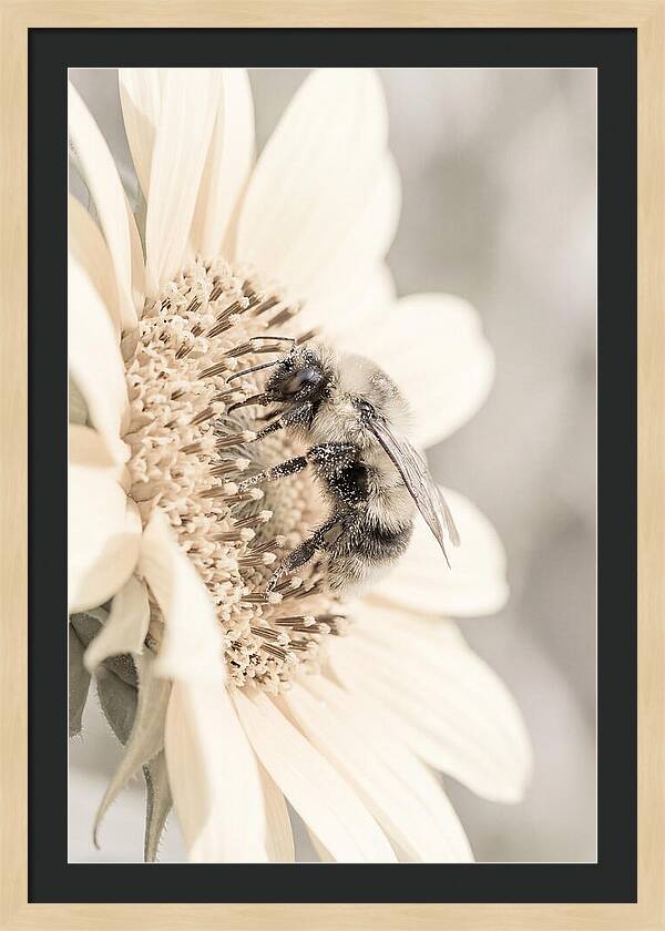 Bumble Bee Collecting Pollen