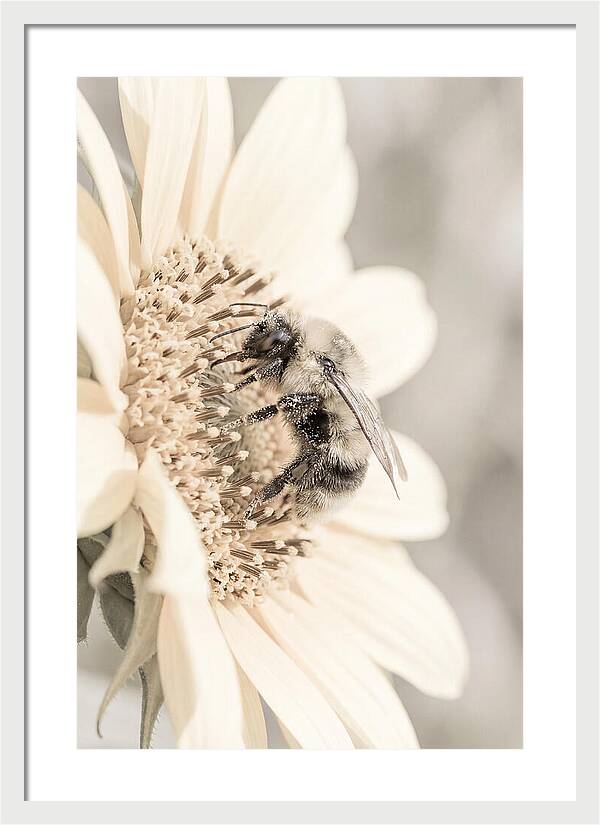 Bumble Bee Collecting Pollen