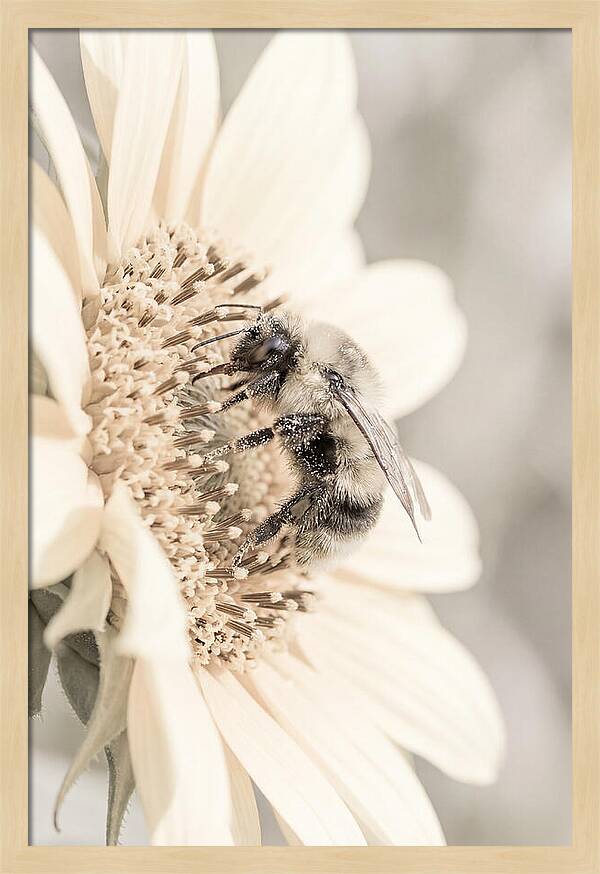 Bumble Bee Collecting Pollen