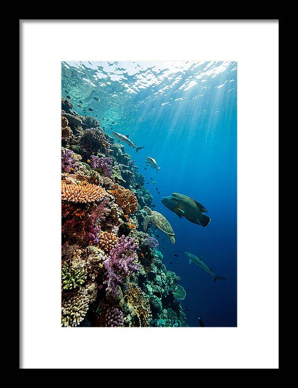 Bunaken Marine Park Underwater Scene