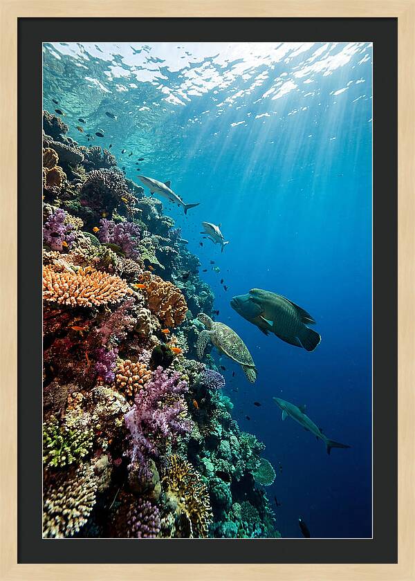 Bunaken Marine Park Underwater Scene