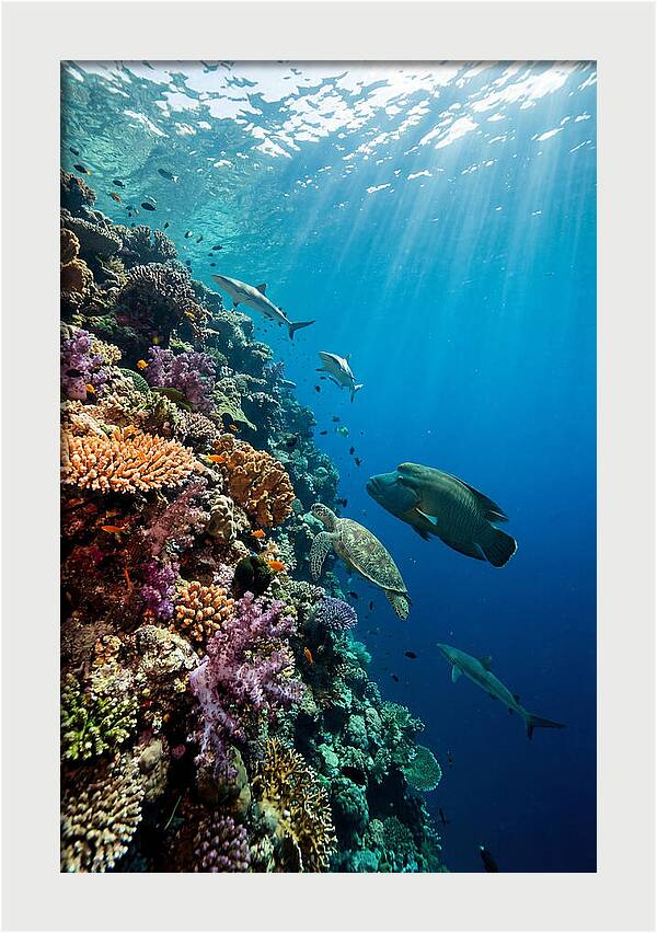 Bunaken Marine Park Underwater Scene
