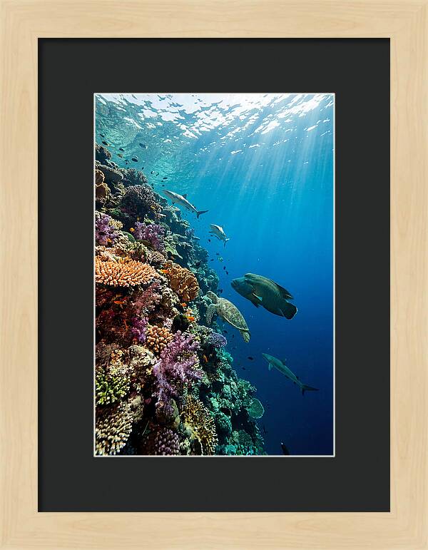 Bunaken Marine Park Underwater Scene