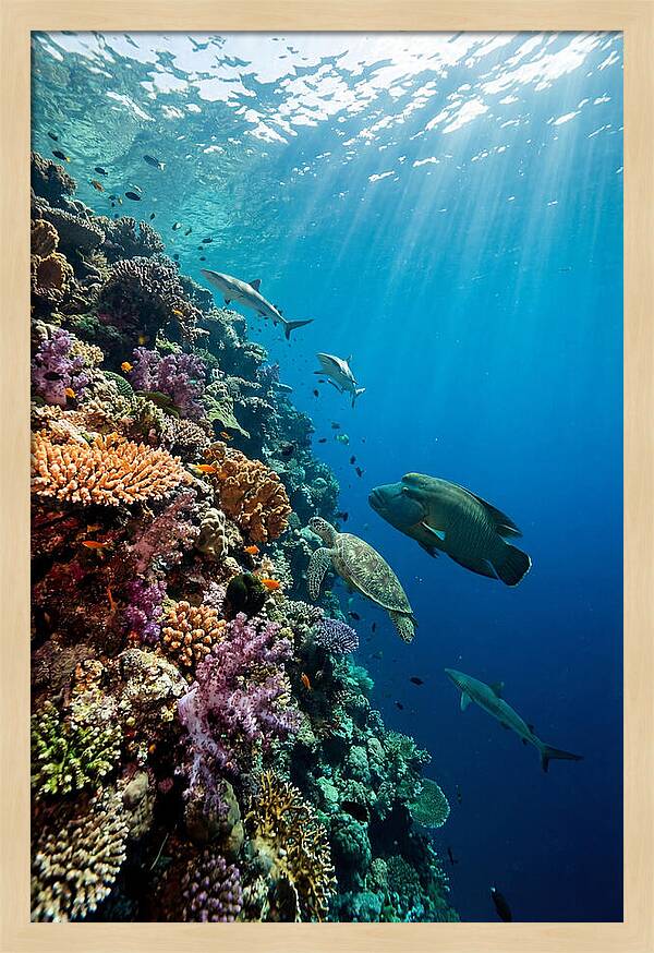 Bunaken Marine Park Underwater Scene