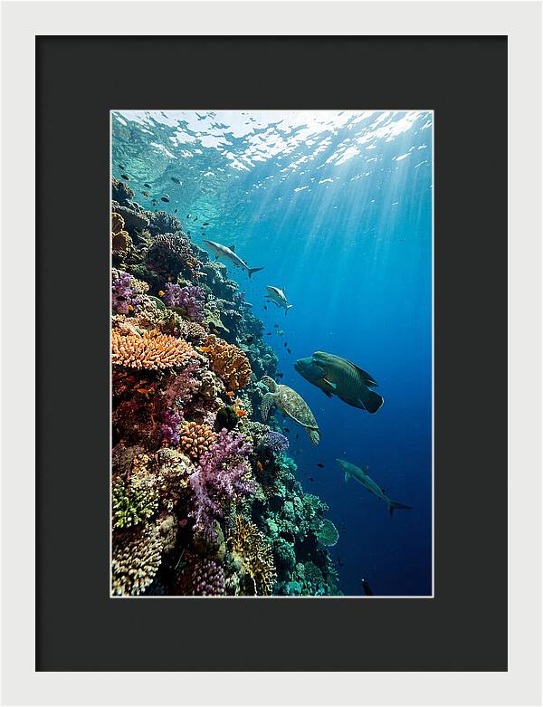 Bunaken Marine Park Underwater Scene