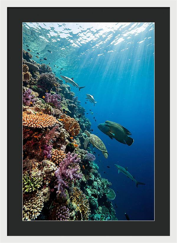 Bunaken Marine Park Underwater Scene
