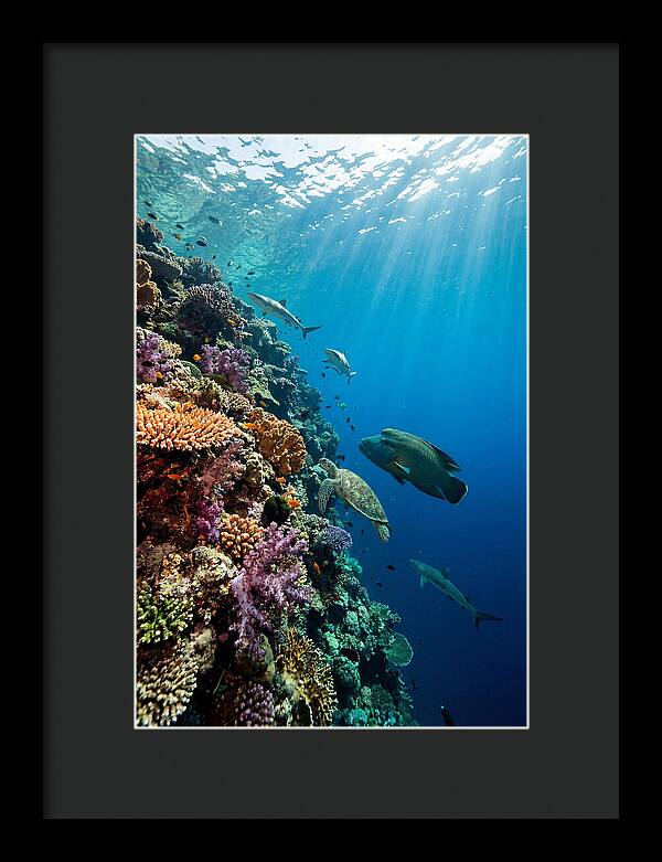 Bunaken Marine Park Underwater Scene