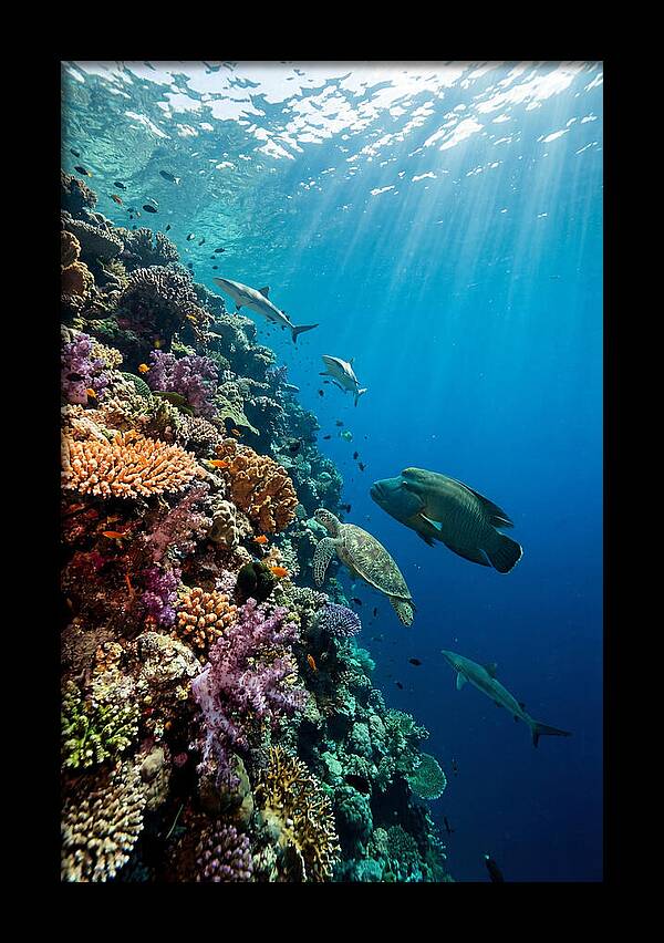 Bunaken Marine Park Underwater Scene