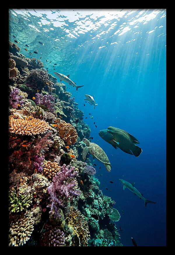 Bunaken Marine Park Underwater Scene
