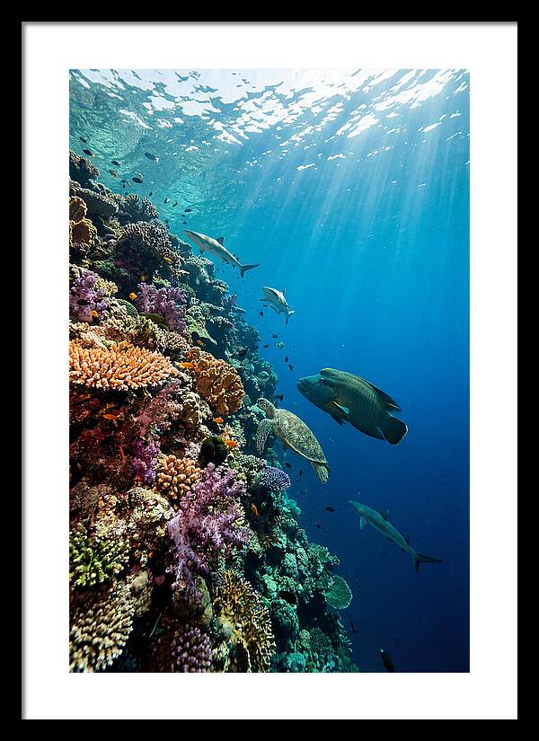 Bunaken Marine Park Underwater Scene