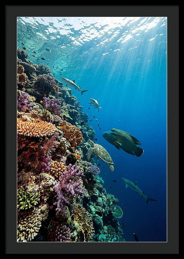 Bunaken Marine Park Underwater Scene