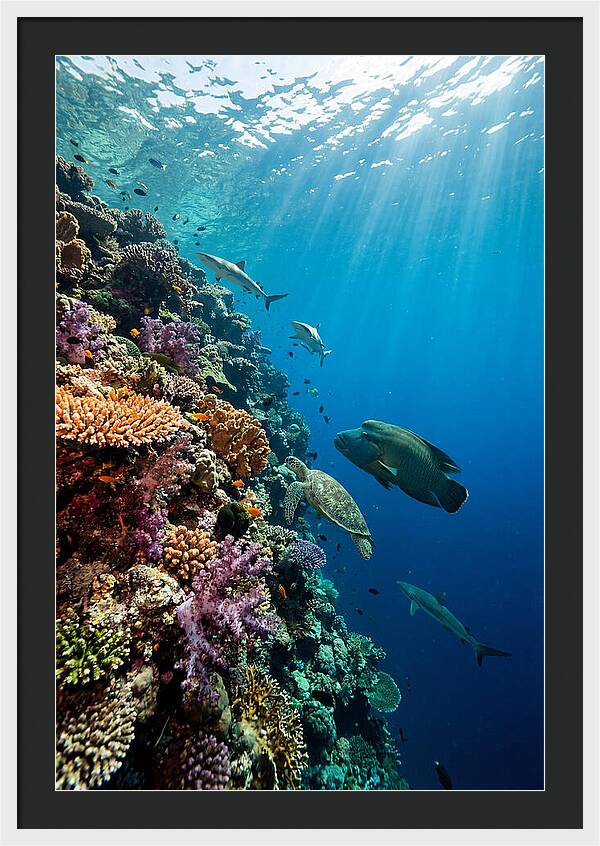 Bunaken Marine Park Underwater Scene