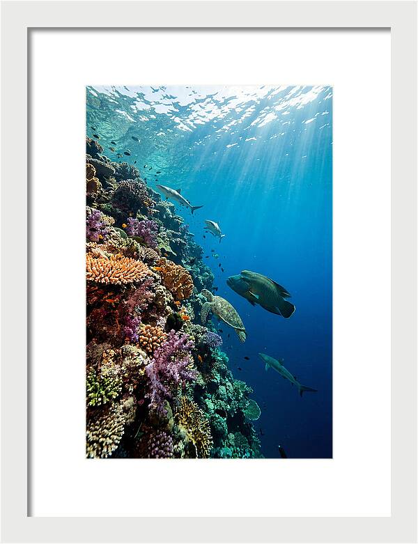 Bunaken Marine Park Underwater Scene