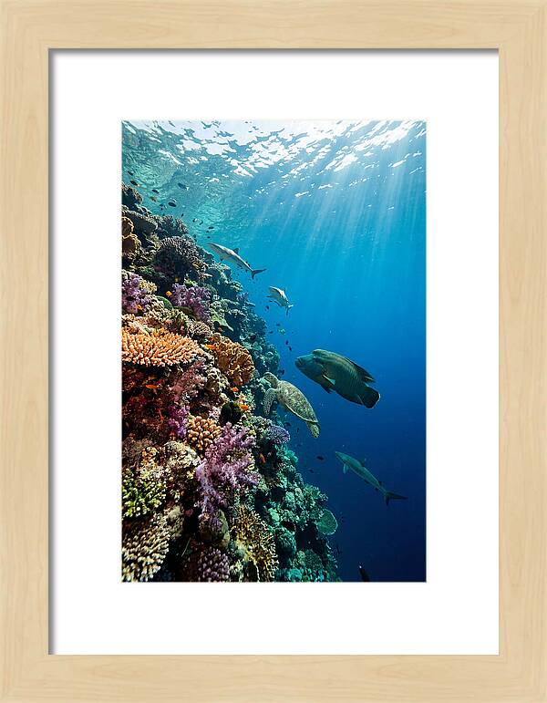 Bunaken Marine Park Underwater Scene