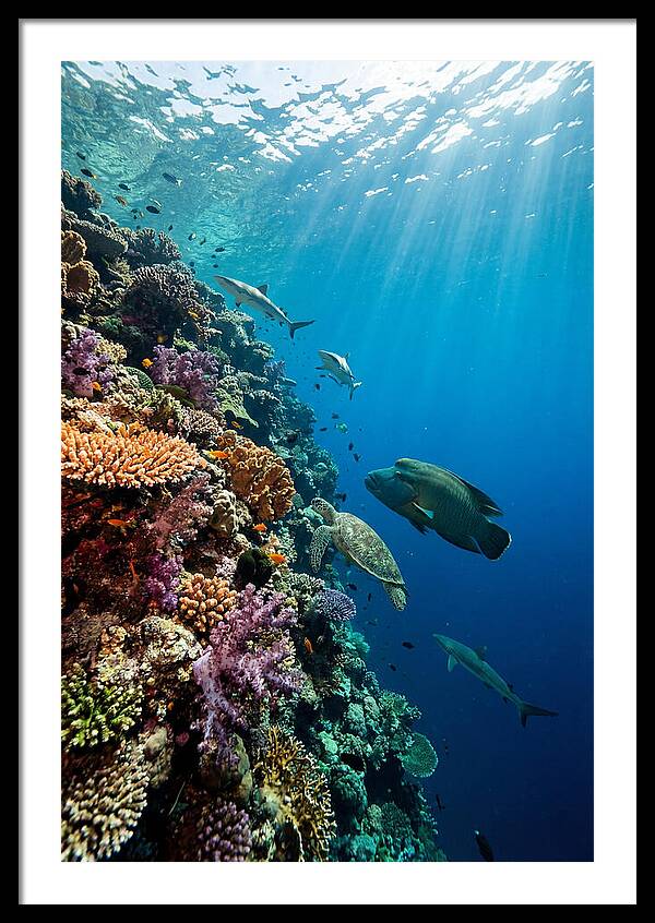 Bunaken Marine Park Underwater Scene