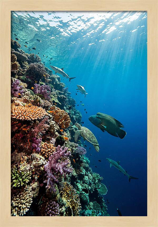 Bunaken Marine Park Underwater Scene