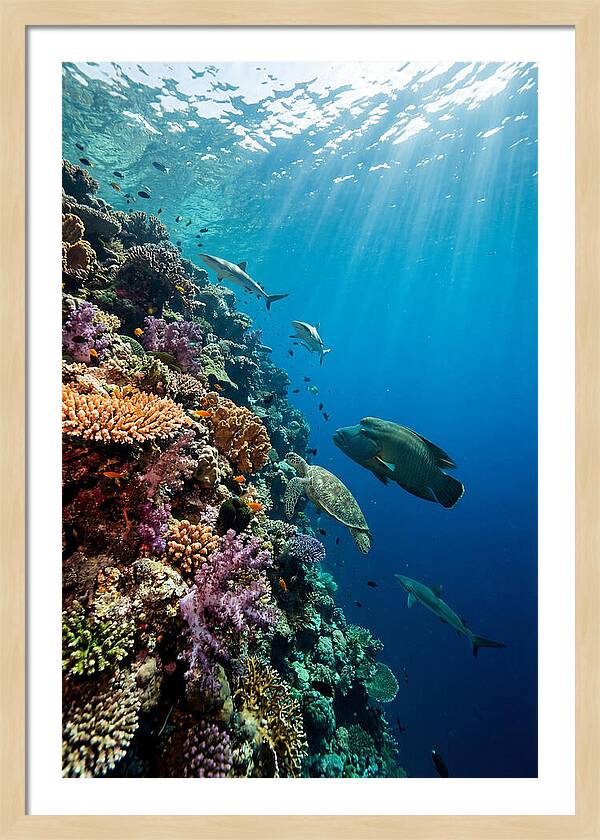 Bunaken Marine Park Underwater Scene