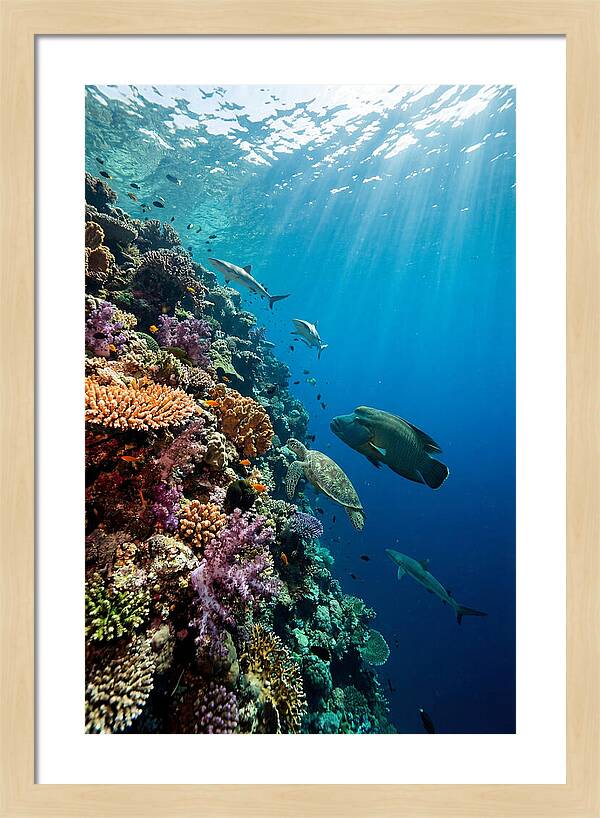 Bunaken Marine Park Underwater Scene