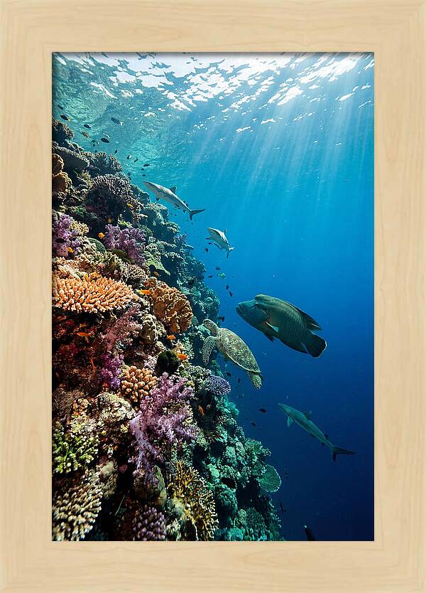 Bunaken Marine Park Underwater Scene