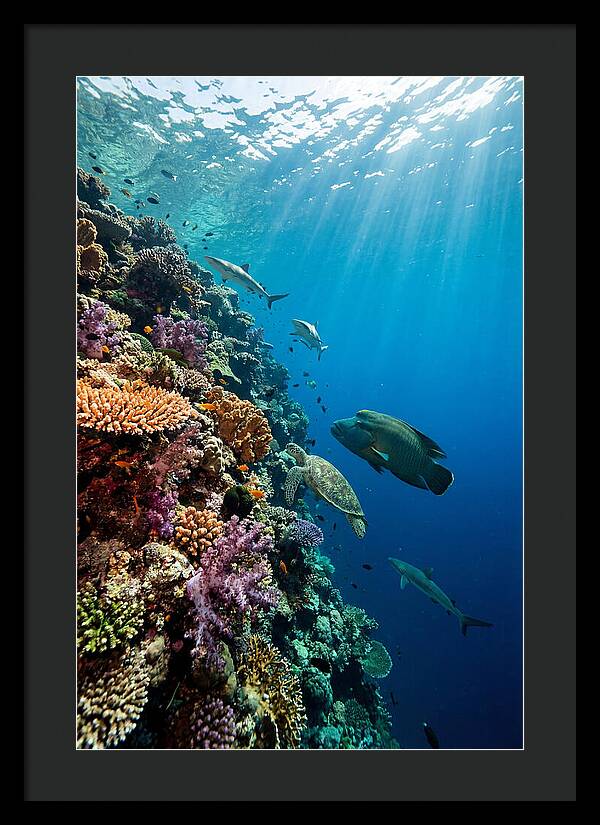 Bunaken Marine Park Underwater Scene