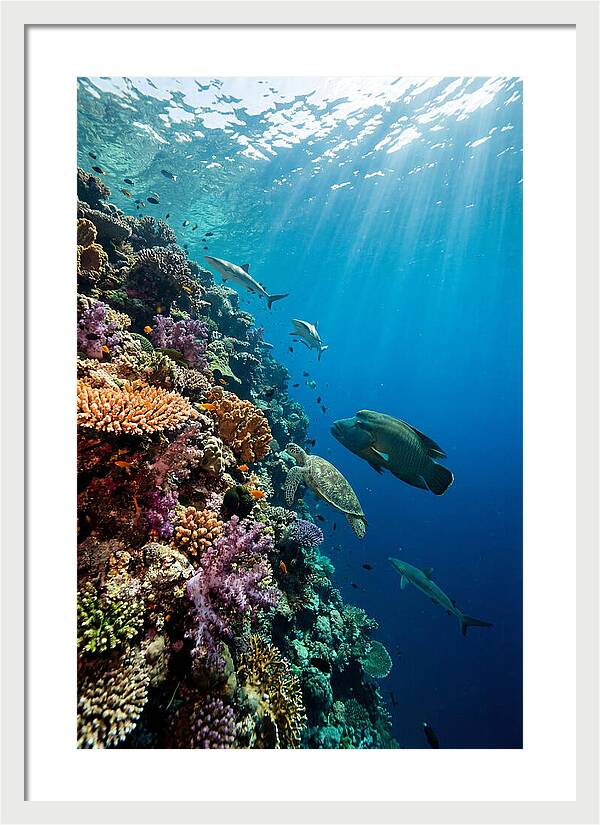 Bunaken Marine Park Underwater Scene