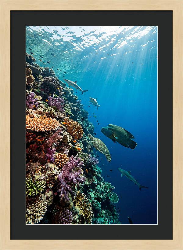 Bunaken Marine Park Underwater Scene