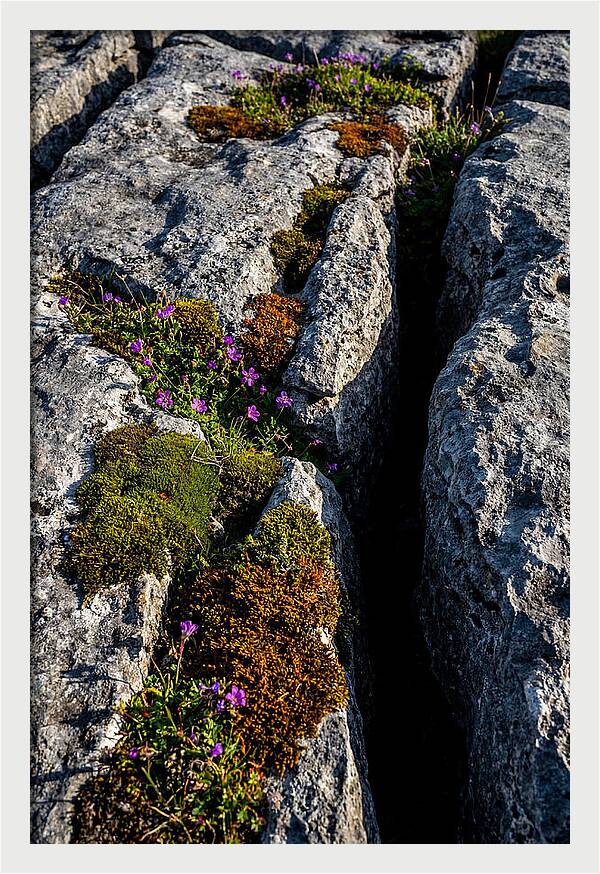 Burren Limestone Beauty