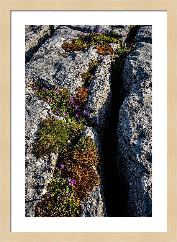 Burren Limestone Beauty