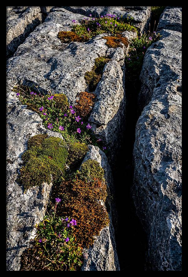 Burren Limestone Beauty
