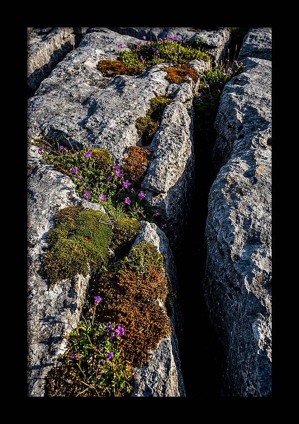 Burren Limestone Beauty