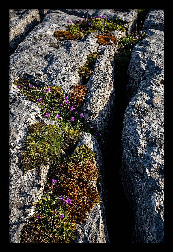 Burren Limestone Beauty